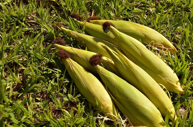 épis de maïs en milieu naturel ouvert