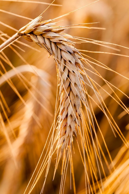 Photo Épis mûrs de céréales