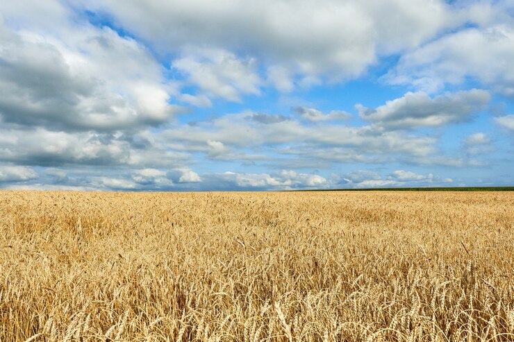 Épis d'or de blé, champ de blé avec ciel nuageux.