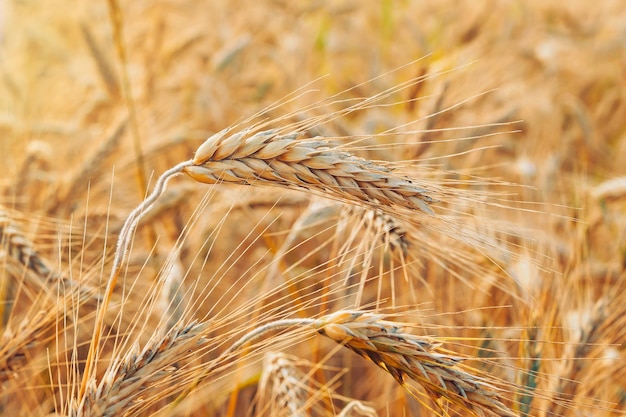 Épis d'or de blé sur le terrain