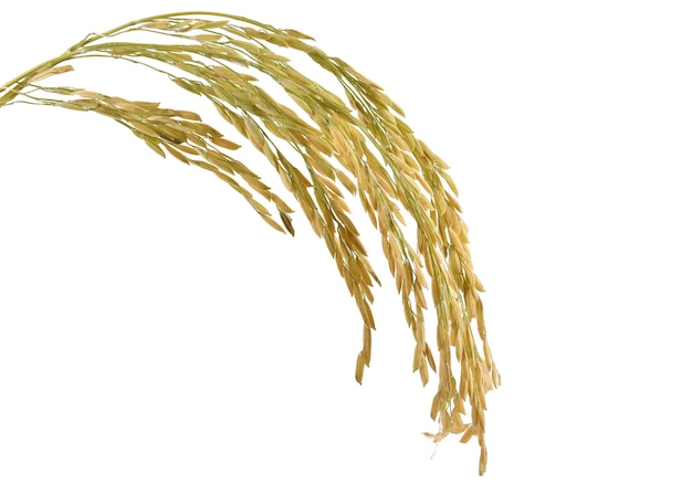 Des épis de riz isolés sur un fond blanc