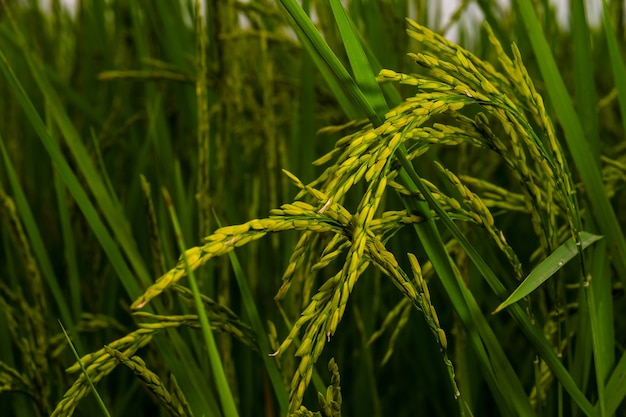 Les épis de riz près de la récolte