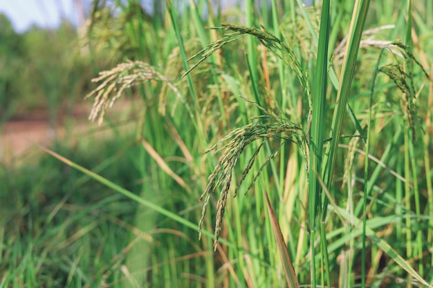 Les épis de riz qui commencent à jaunir attendent avec impatience le jour de la récolte