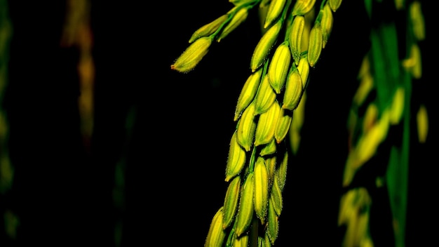 Les épis de riz qui sont sur le point d'être récoltés