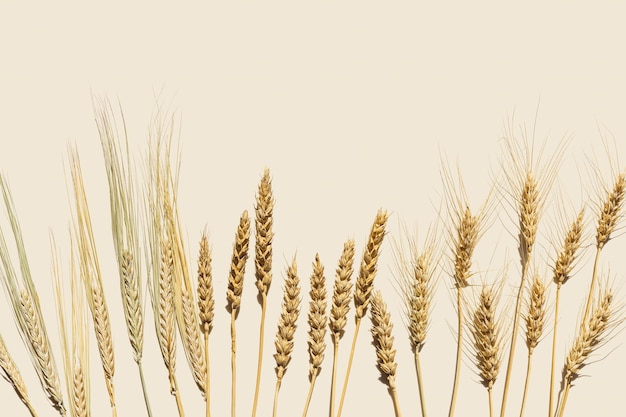 Épis secs à plat d'orge de seigle de blé sur des oreilles de dessus beige de cultures céréalières récolte de céréales de blé