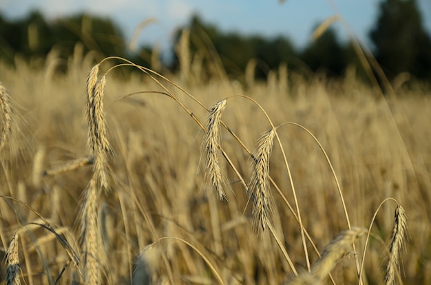 épis de seigle et herbe sèche dans le vent