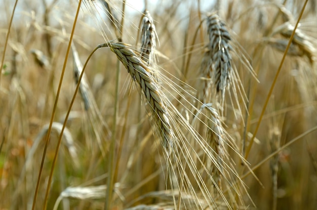 épis de seigle mûrs dans le domaine