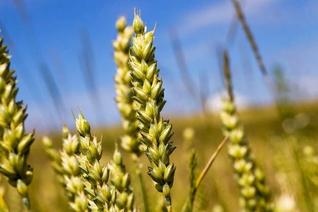 Photo Épis de seigle vert, gros plan sur un champ agricole envahi par les mauvaises herbes