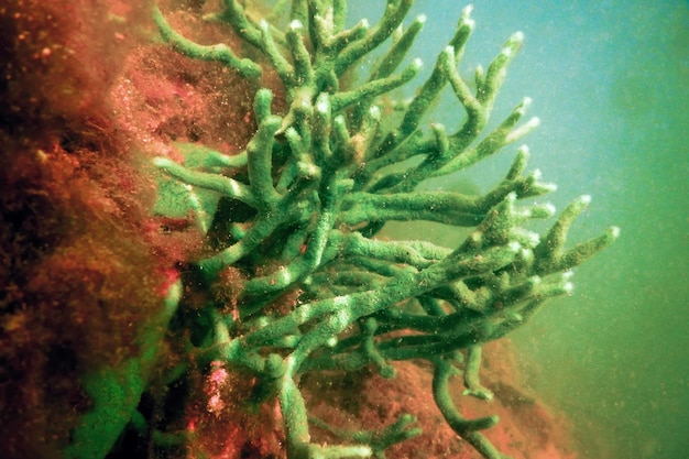 Éponge d'eau douce (Spongilla lacustris) Spongillidae Eau douce Sous l'eau