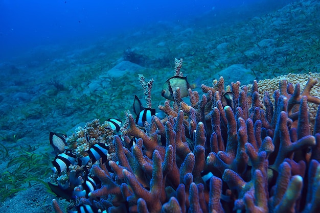 éponge sous-marine vie marine / récif de corail scène sous-marine abstrait paysage océanique avec éponge