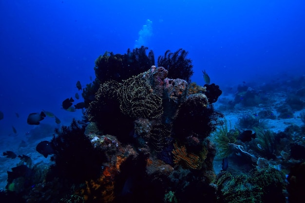 éponge sous-marine vie marine / récif de corail scène sous-marine abstrait paysage océanique avec éponge