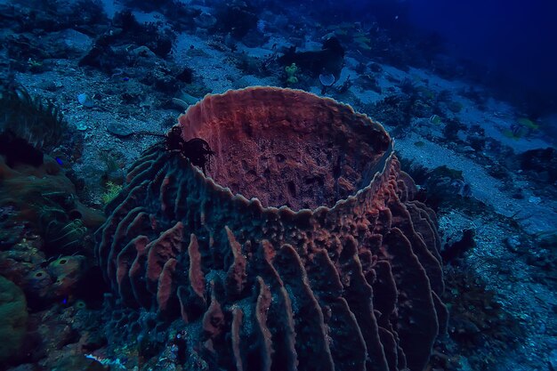 éponge sous-marine vie marine / récif de corail scène sous-marine abstrait paysage océanique avec éponge