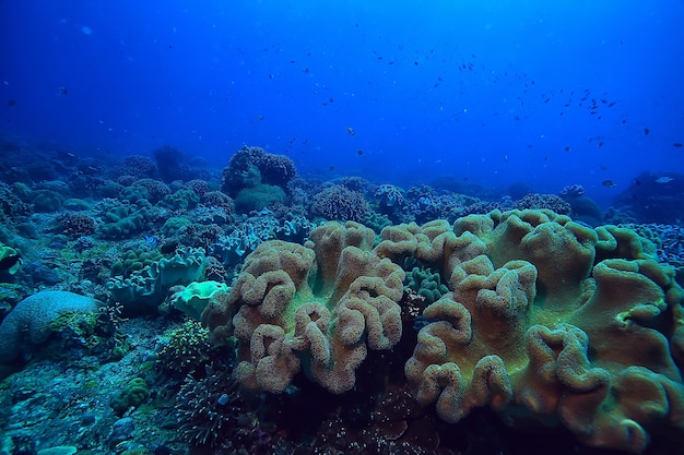 éponge sous-marine vie marine / scène sous-marine des récifs coralliens paysage océanique abstrait avec éponge