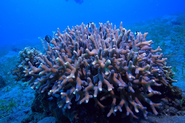 éponge sous-marine vie marine / scène sous-marine des récifs coralliens paysage océanique abstrait avec éponge