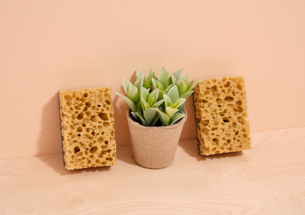 Photo des éponges souples poreuses pour laver la vaisselle et une plante dans un pot en papier