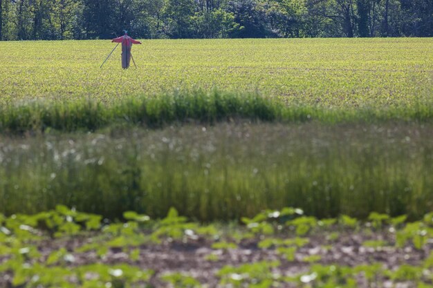 Photo l'épouvantail dans un champ cultivé