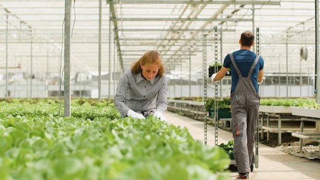 Photo Équipe agricole travaillant dans un environnement sain pour les légumes récoltant une salade fraîche biologique à l'aide d'un système hydroponique en serre. livraison de la plantation au client en tant que production agronomique. concept de ferme