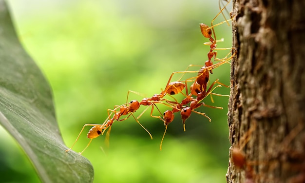 L'équipe d'unité du pont Ant, les fourmis aident à transporter la nourriture, l'équipe Concept travaille ensemble. Travail d'équipe de fourmis rouges.