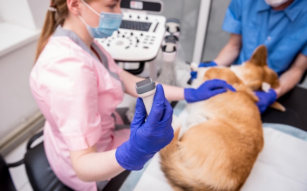 Une équipe de vétérinaires examine le chien corgi à l'aide d'ultrasons