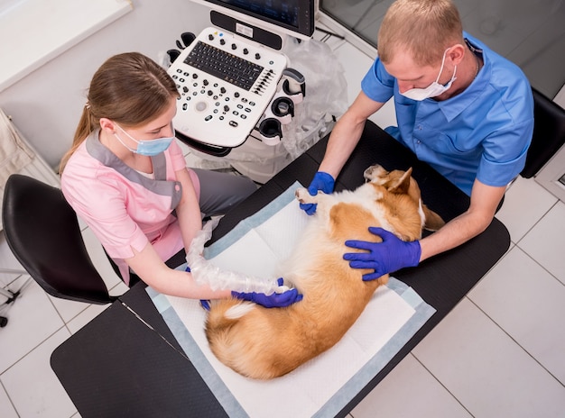 Une équipe de vétérinaires examine le chien corgi à l'aide d'ultrasons