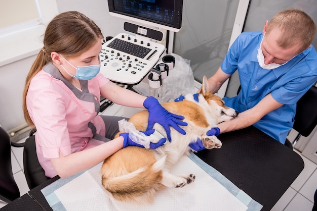 Une équipe de vétérinaires examine le chien corgi à l'aide d'ultrasons