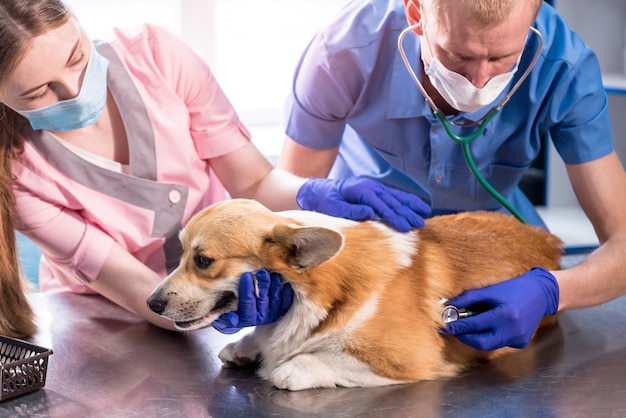 Une équipe de vétérinaires examine un chien corgi malade à l'aide d'un stéthoscope