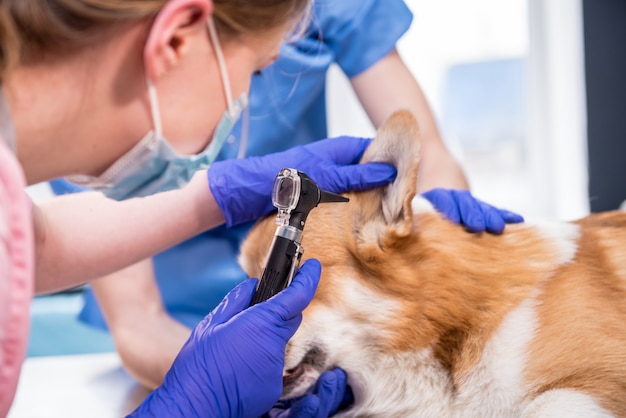 Une équipe de vétérinaires examine les oreilles d'un chien corgi malade à l'aide d'un otoscope