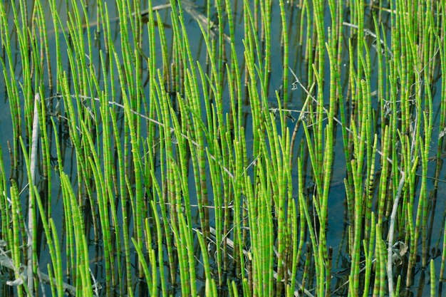 Photo equisetum fluviatile dans un marais fond végétal vert