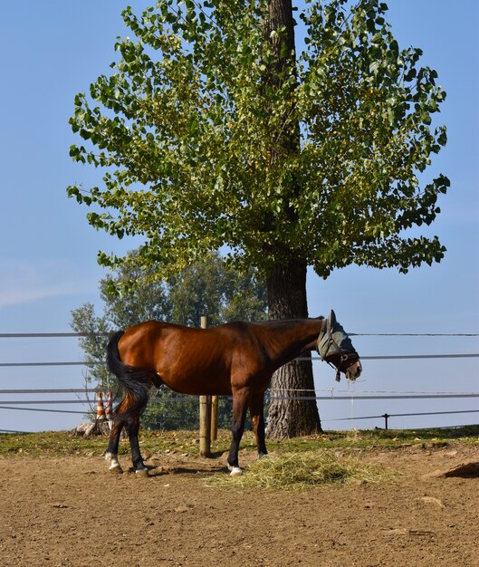 équitation à la campagne