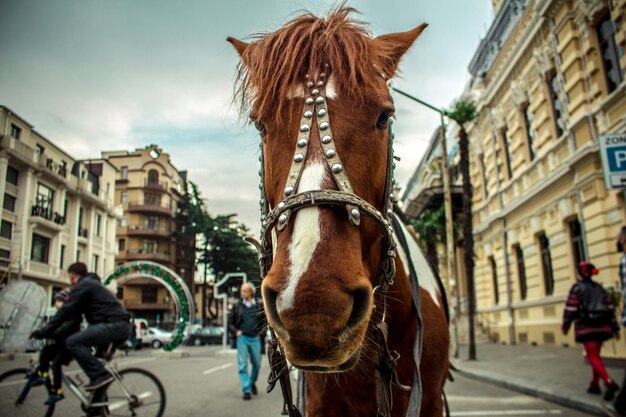 Photo l'équitation en ville