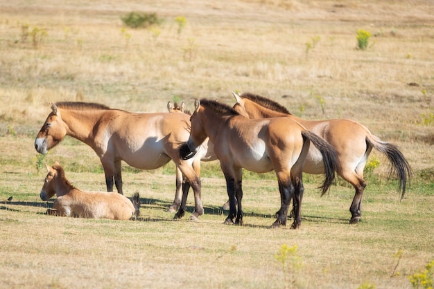 Equus ferus przewalskii, de beaux chevaux sauvages dans leur habitat naturel.