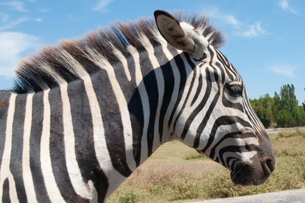 Equus quagga burchelli est un zèbre commun