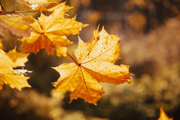 L'érable d'automne laisse la lumière du soleil rétroéclairée. Automne feuilles d'érable tombent. Feuilles d'érable rétroéclairées à l'automne. Automne feuilles d'érable tombent