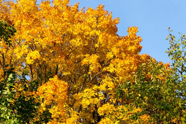 érable à l'automne