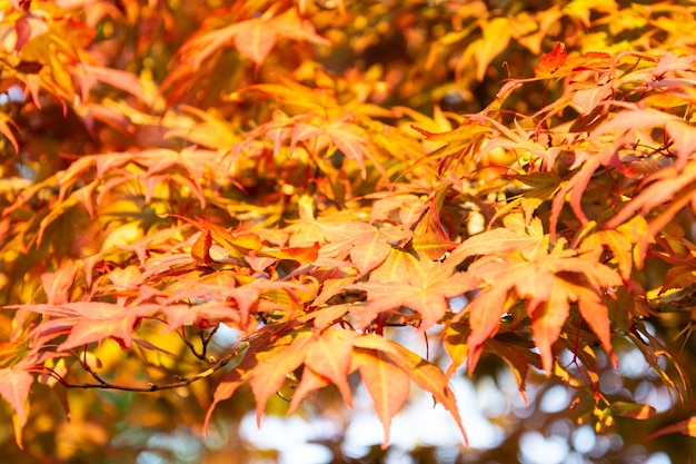 Érable à feuilles jaunes à l'automne