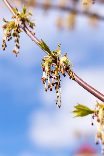 Érable en fleurs se bouchent