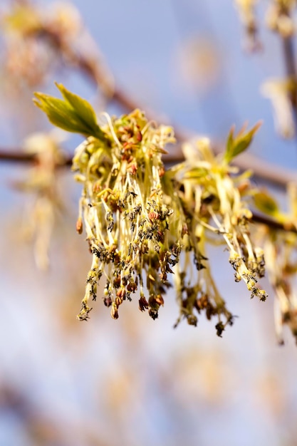 Érable en fleurs se bouchent