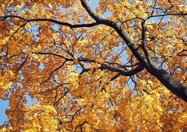 Photo Érable jaune en automne