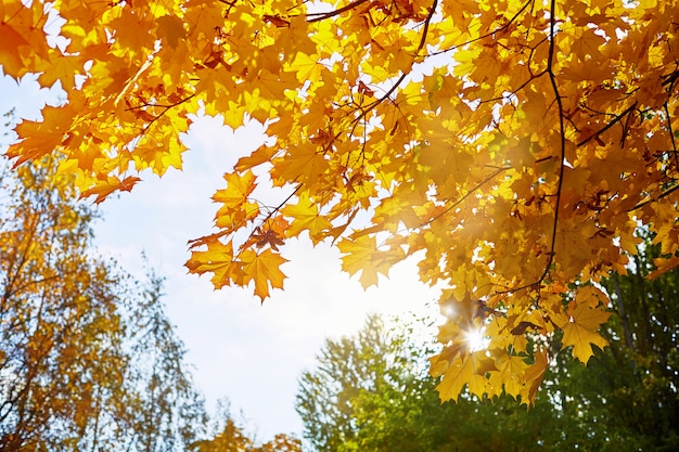 L'érable jaune laisse contre le ciel