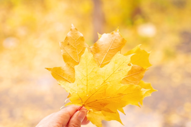 érable jaune laisser dans la main concept extérieur d'automne