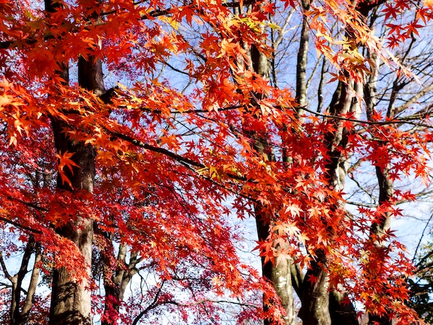 érable rouge, feuilles, érable, automne