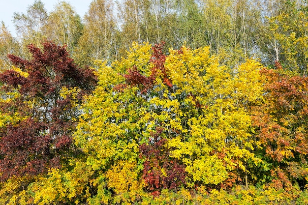 Les érables changent de couleur avec des feuilles jaunes en automne