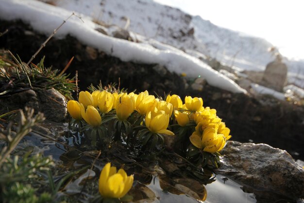 Eranthis Buttercup fleur au début du printemps dans la neige