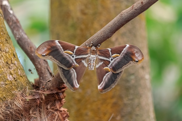 Eri silkmoth (Samia ricini),