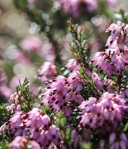 Erica carnea rose fleurs heath d'hiver dans le jardin au début du printemps