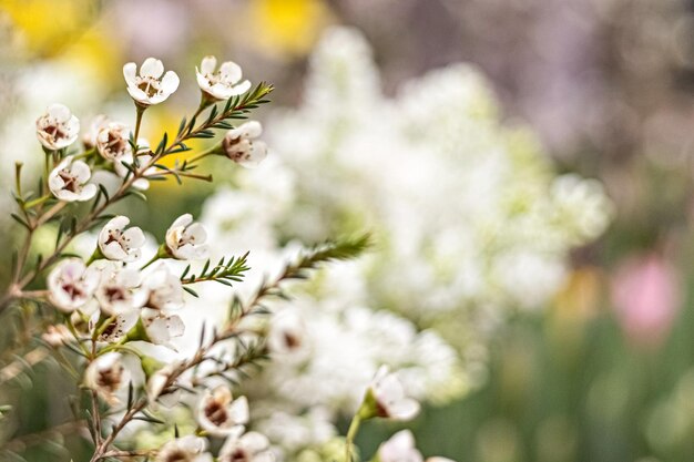 Ericas buisson à fleurs avec de petites fleurs dans le jardin printemps