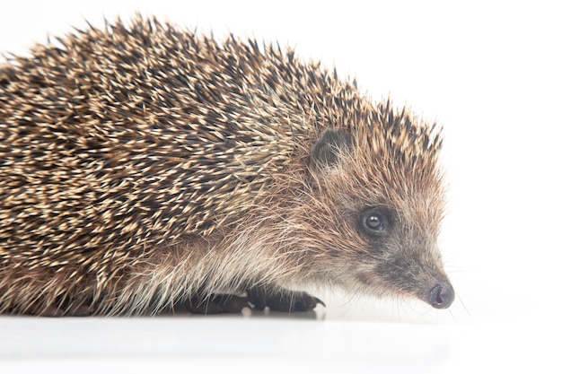 Erinaceus europaeus. Hérisson européen commun sur fond blanc