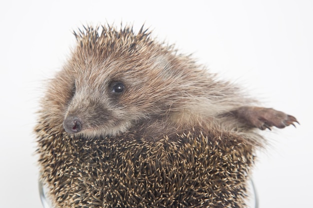 Erinaceus europaeus hérisson européen commun sur fond blanc