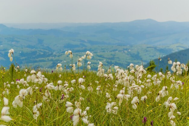 Eriophorum vaginatum