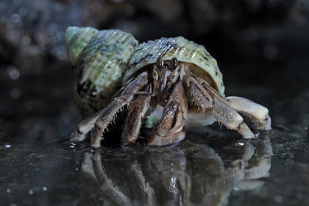 L'ermite marchant sur le sable blanc L'ermite gros plan sur le sable